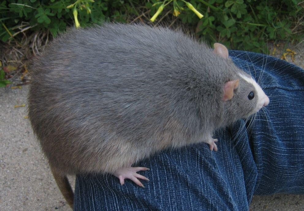 rat